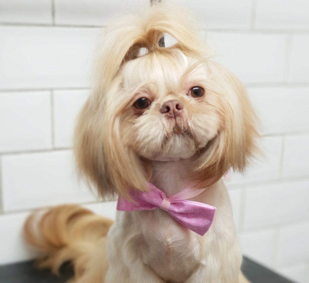 Woof & Ready Pets - Dog Grooming in Warrington